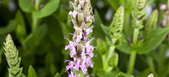 Salvia nemorosa, rosa