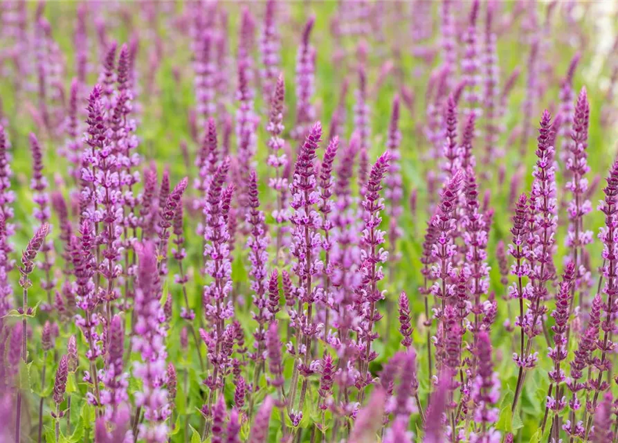 Salvia nemorosa, rosa