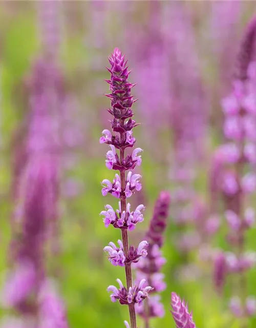 Salvia nemorosa, rosa