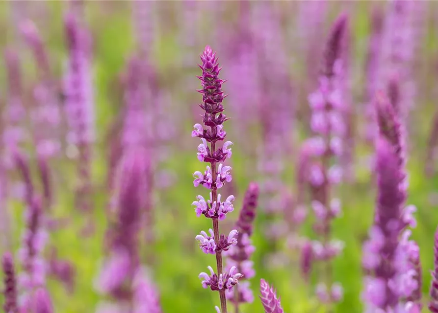 Salvia nemorosa, rosa