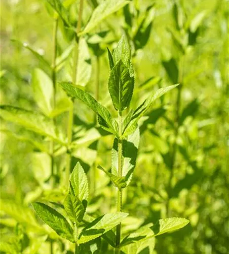 Stachys palustris