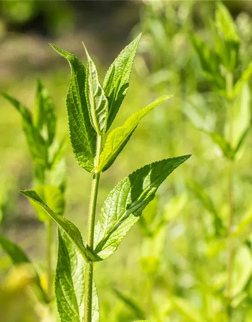 Stachys palustris