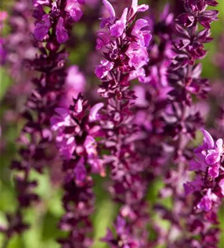 Salvia nemorosa, rot