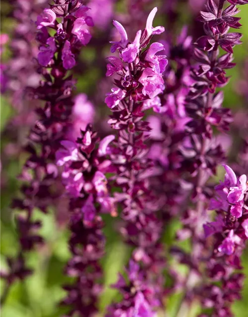 Salvia nemorosa, rot