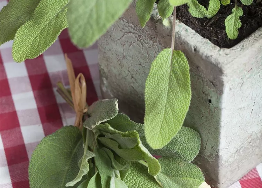 Salvia officinalis