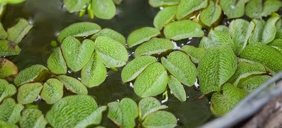 Salvinia natans