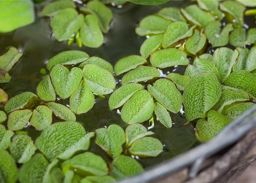 Salvinia natans