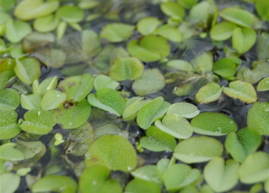 Salvinia natans