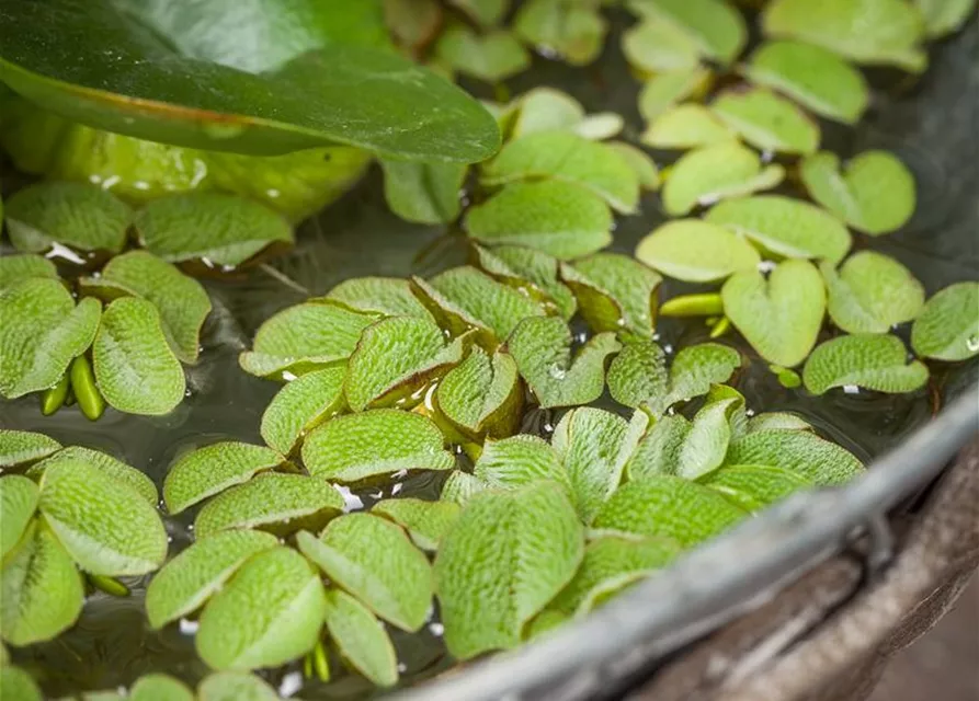 Salvinia natans