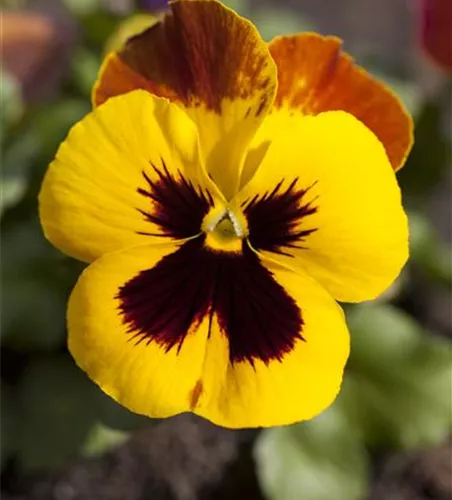 Viola x wittrockiana