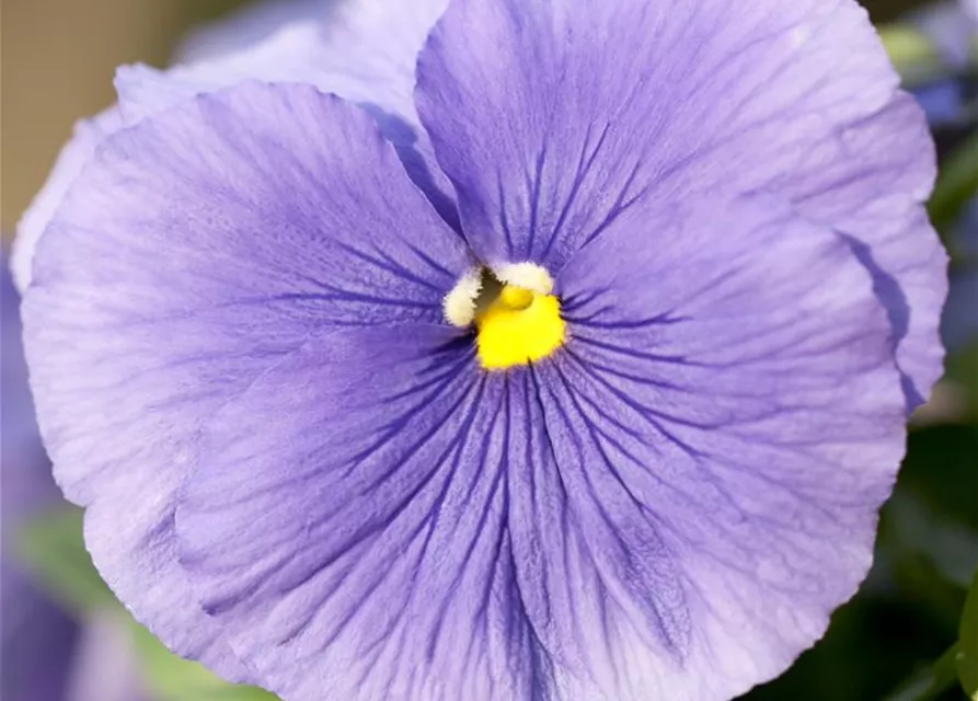 Viola x wittrockiana