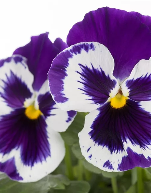 Viola x wittrockiana