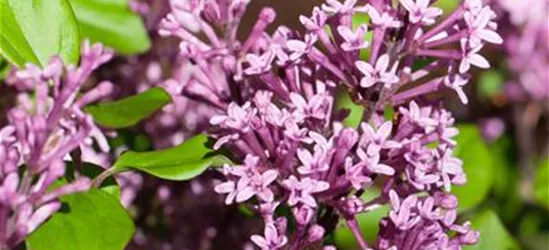 Syringa meyeri