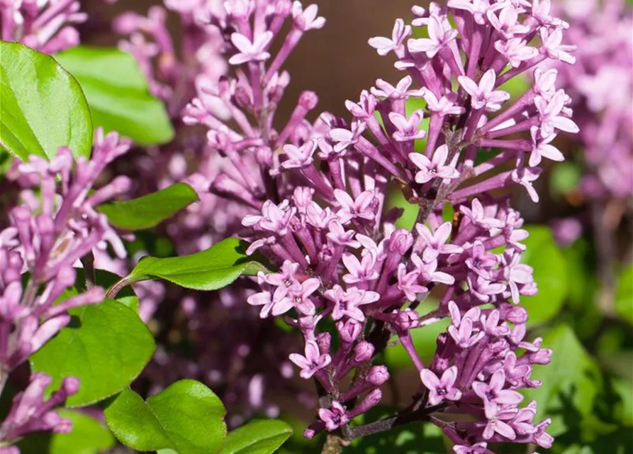 Syringa meyeri 'Palibin'