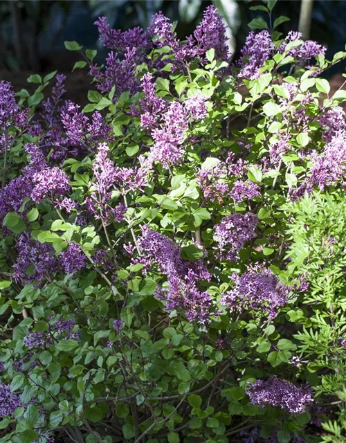 Syringa meyeri 'Palibin'