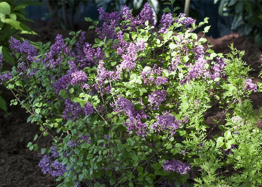 Syringa meyeri 'Palibin'