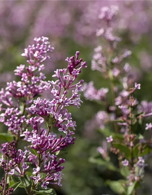 Syringa meyeri