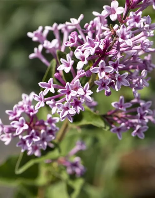 Syringa meyeri