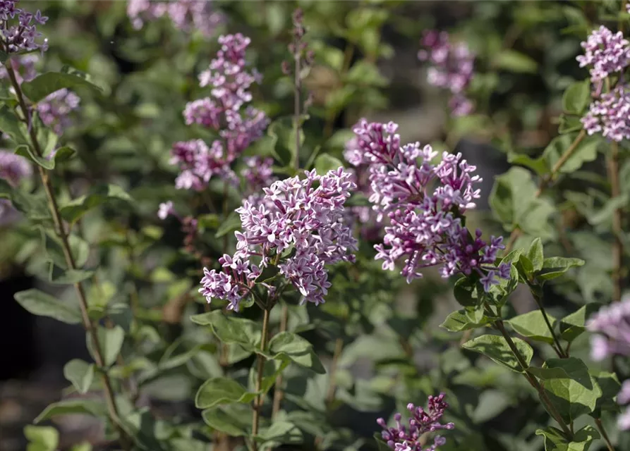 Syringa meyeri