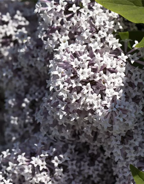 Syringa meyeri 'Palibin'