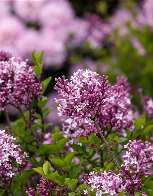 Syringa meyeri 'Palibin'