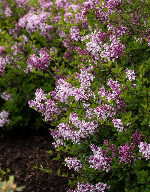 Syringa meyeri 'Palibin'