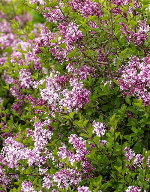 Syringa meyeri 'Palibin'