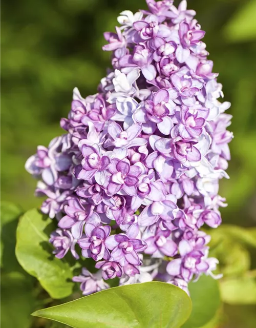 Syringa vulgaris