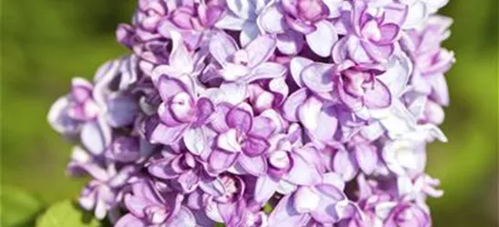 Syringa vulgaris