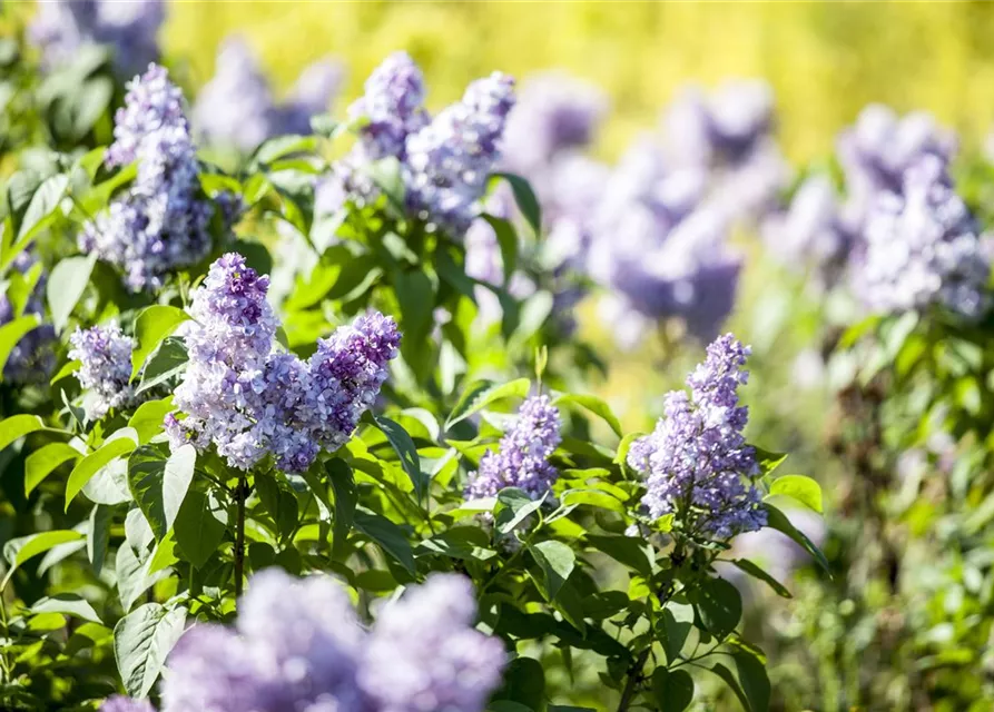 Syringa vulgaris