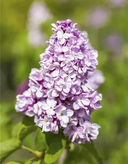 Syringa vulgaris