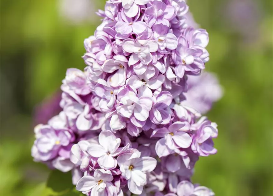 Syringa vulgaris