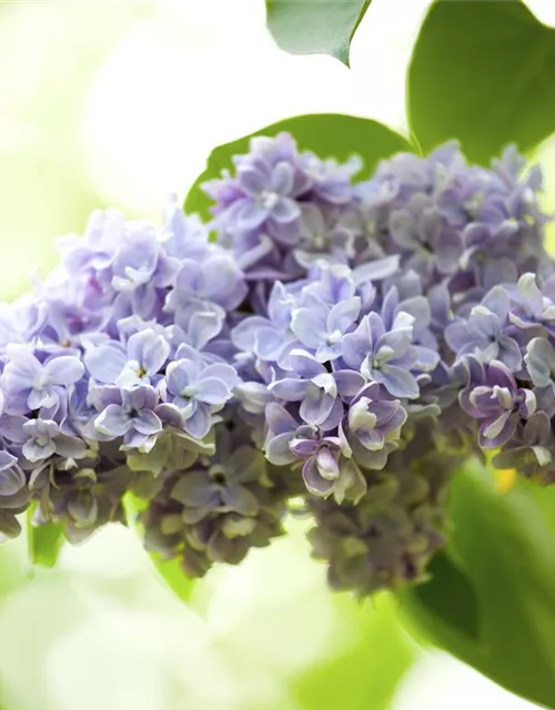 Syringa vulgaris