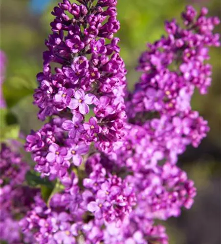 Syringa vulgaris, rosa