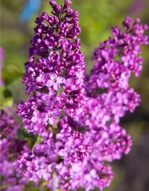 Syringa vulgaris, rosa