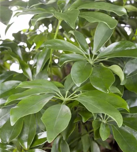 Schefflera arboricola