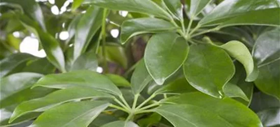 Schefflera arboricola