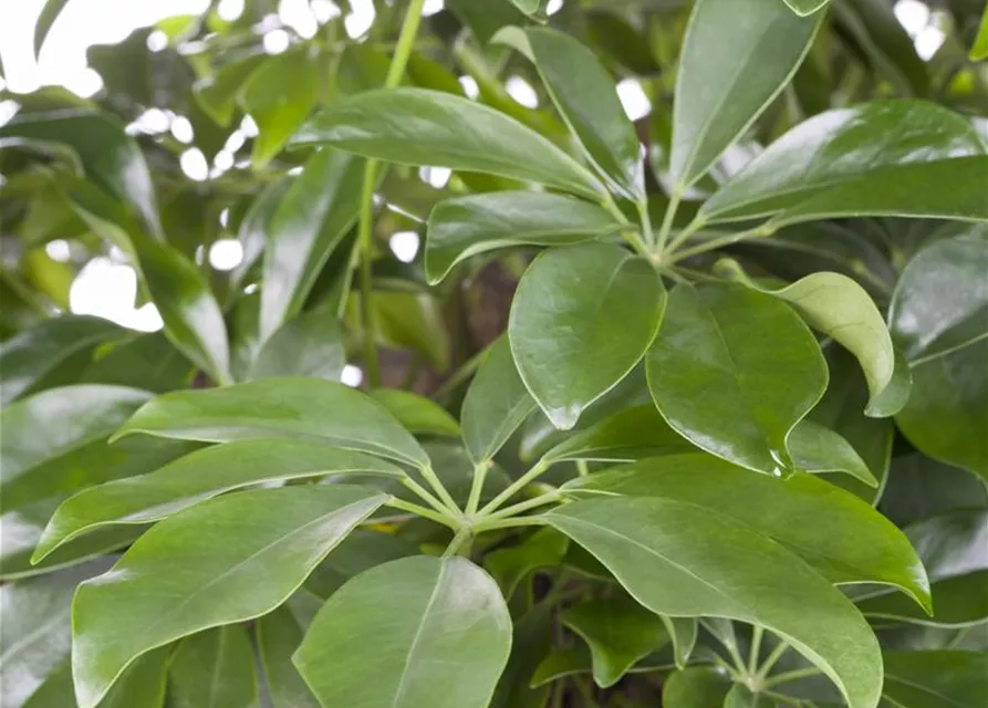 Schefflera arboricola