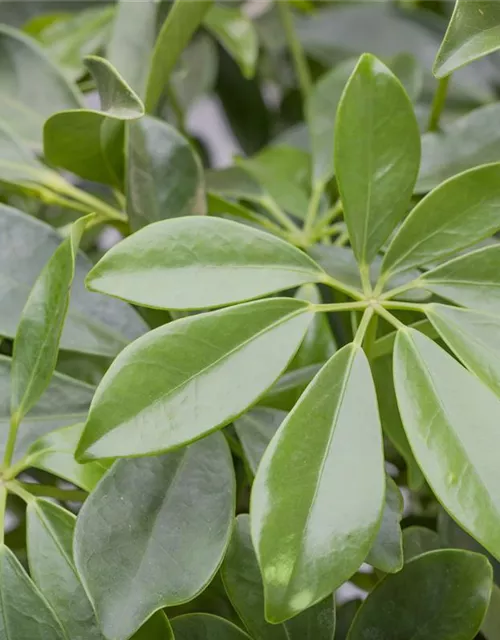 Schefflera arboricola