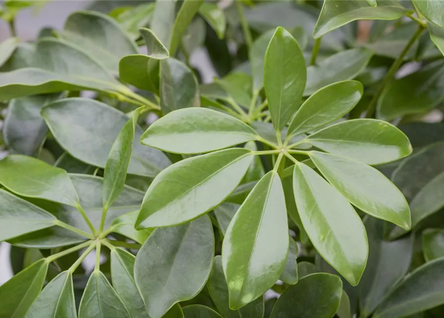 Schefflera arboricola