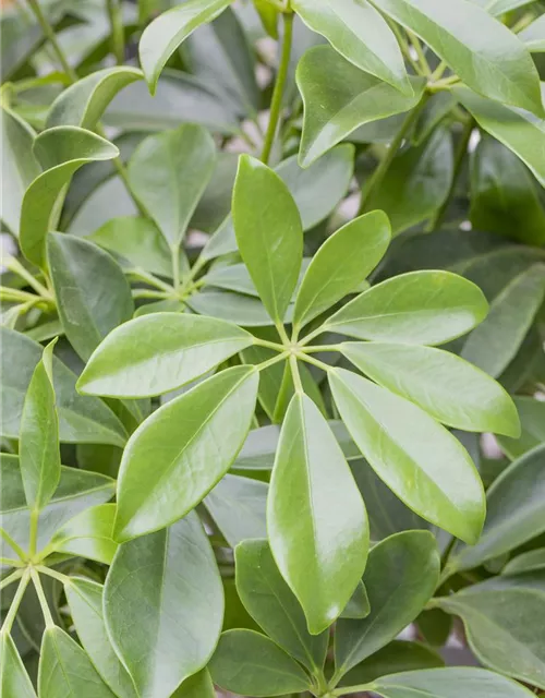 Schefflera arboricola