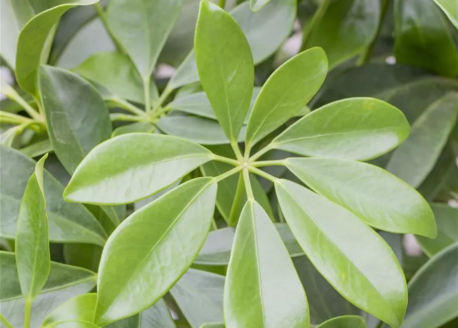 Schefflera arboricola