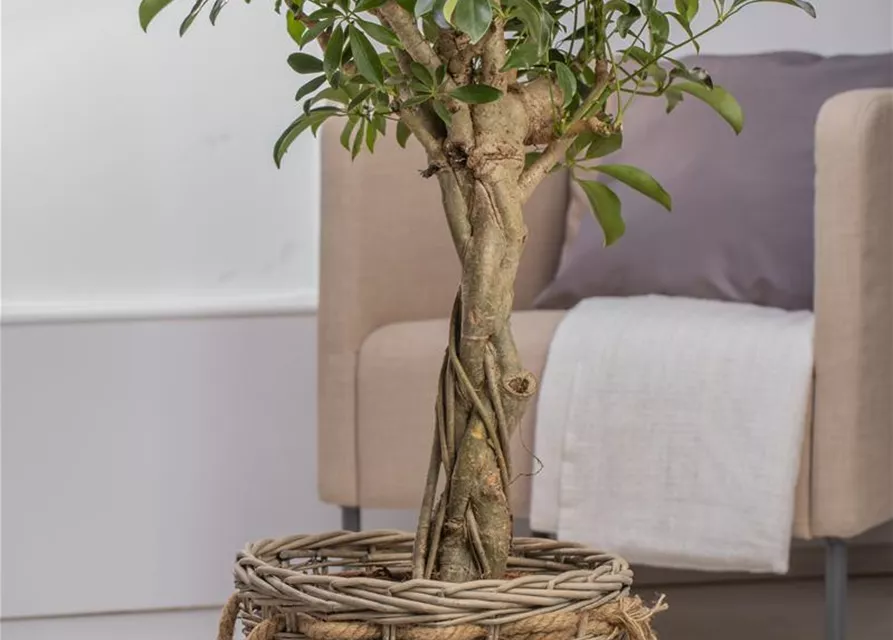 Schefflera arboricola