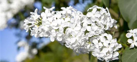 Syringa vulgaris, weiß