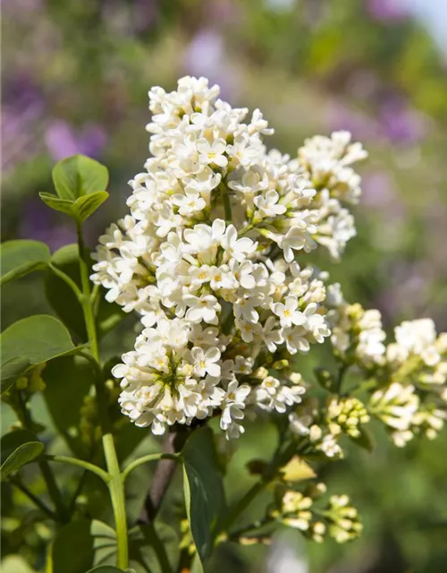 Syringa vulgaris, weiß