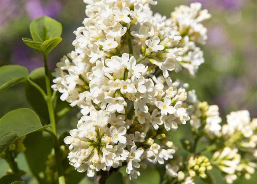 Syringa vulgaris, weiß