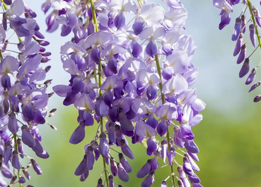 Wisteria sinensis