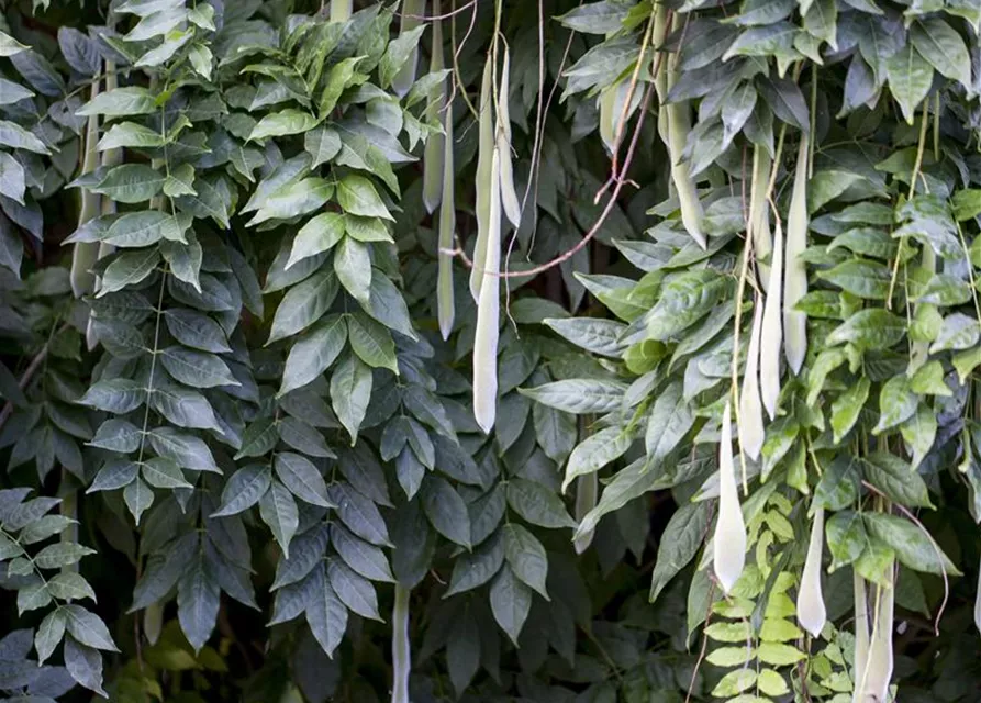 Wisteria sinensis