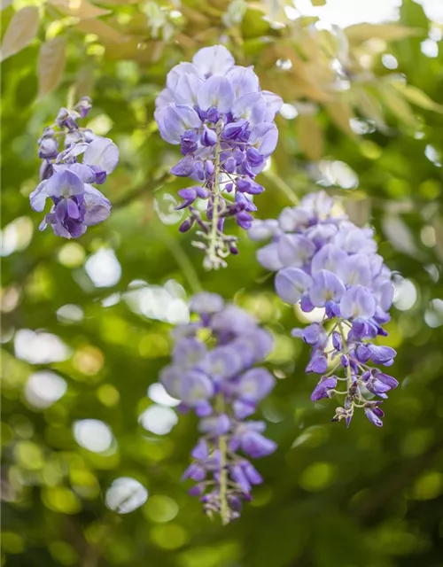 Wisteria sinensis