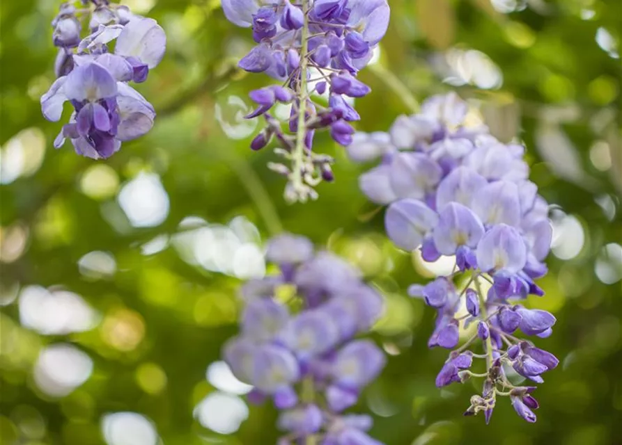 Wisteria sinensis